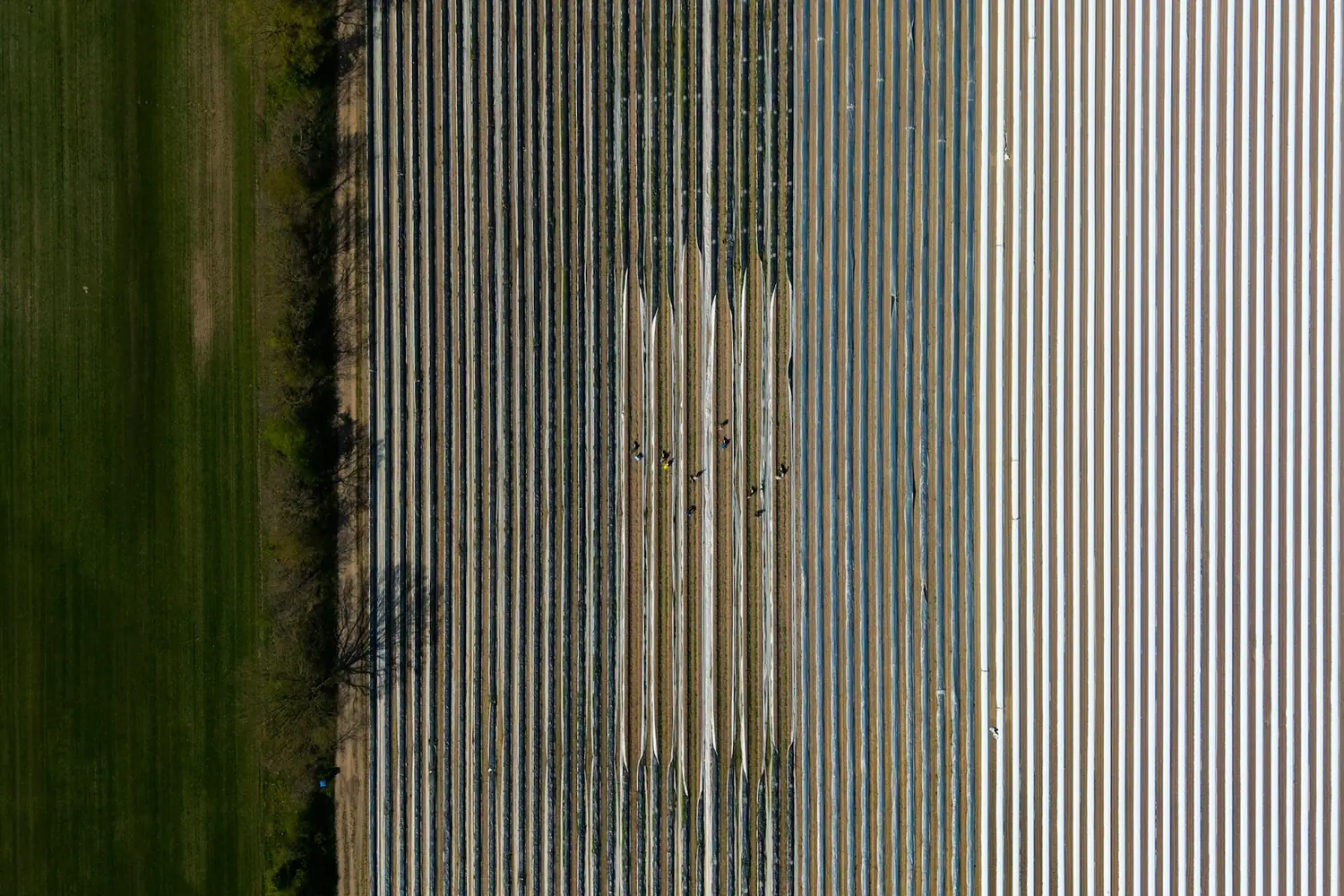 Aerial view of cultivated crop rows